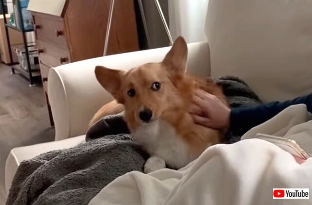 corgidemands2_640