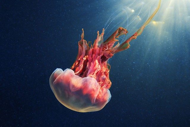underwater-jellyfish-alexander-semenov-aquatis-6-2_e