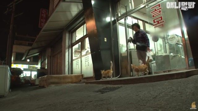 bodyguardcats14_e