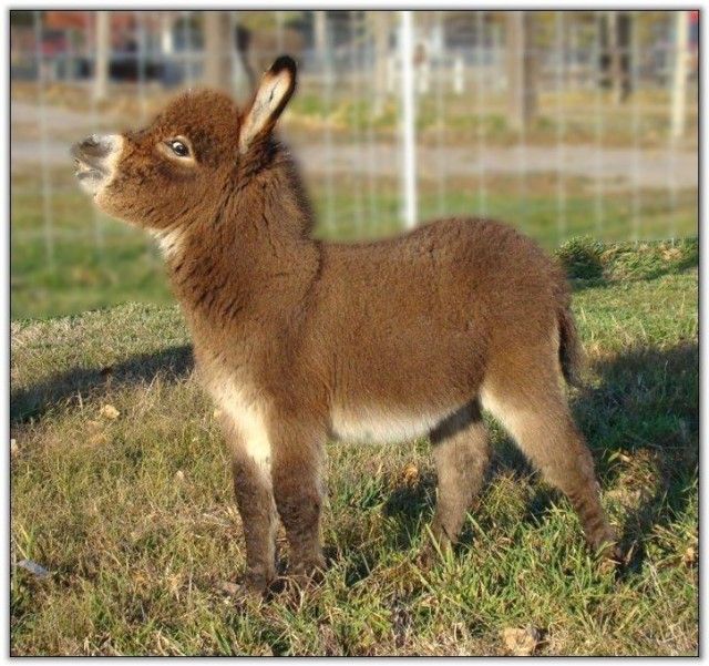 donkey4_e