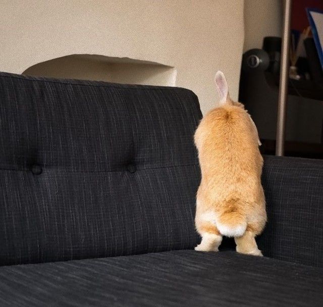 rabbitbums2_e