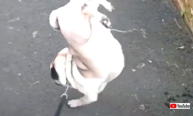 pug7_640