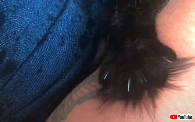 purecatlove4_640