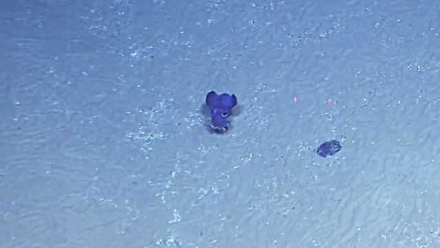 BobtailSquid3