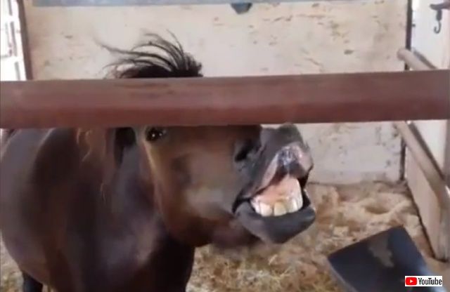 funnyhorses0_640
