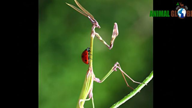 prayingmantis13