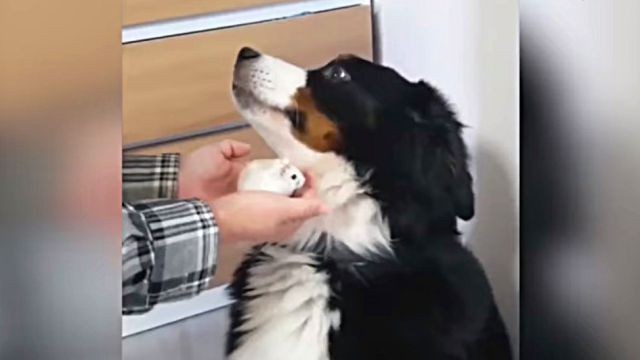 bmd3