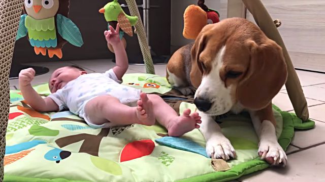 dogstealssocks6