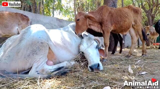 abandonedcalf5_640