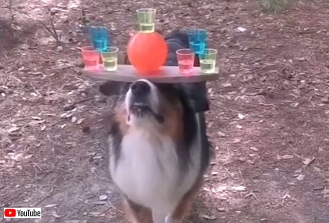 bestpet20190901_4_640