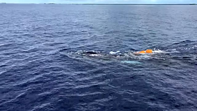 whaleneedshelp1