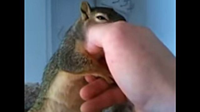 squirrel2