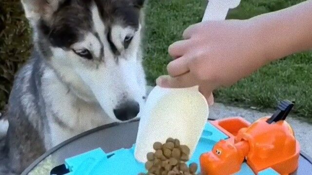 愛犬の一気食い防止策なのか？パクパクカバVSハスキーの攻防戦