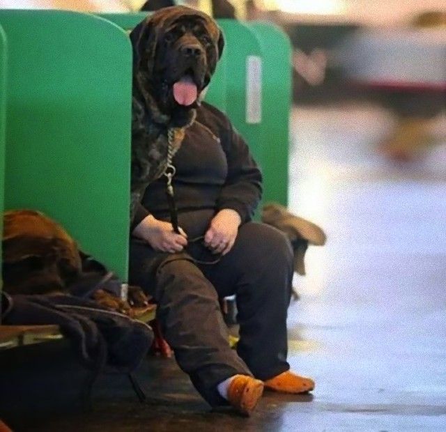 perfectly-timed-photos-dogs-5_e