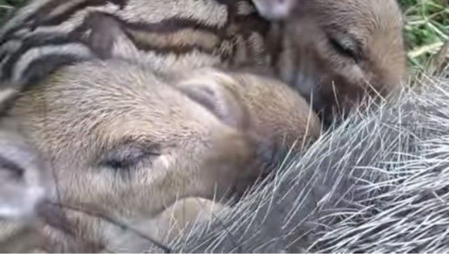 babyboar2_e