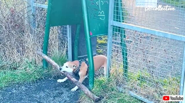 bestpets20211205_3_640