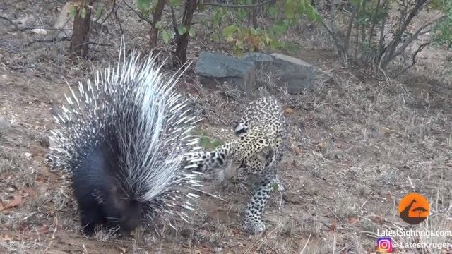 porcupinenleopard4_e