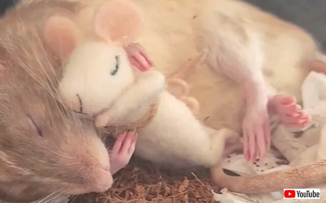 sleepyrat1_640