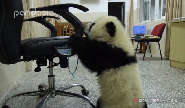 pandababyonoffice9_e