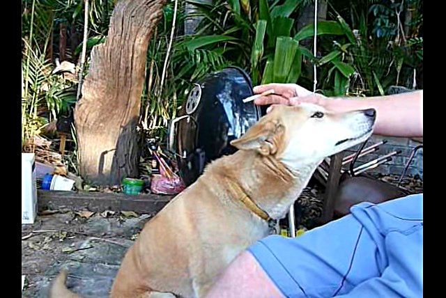 dingo3