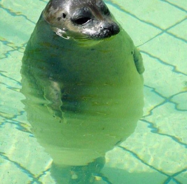 round-animals20_e