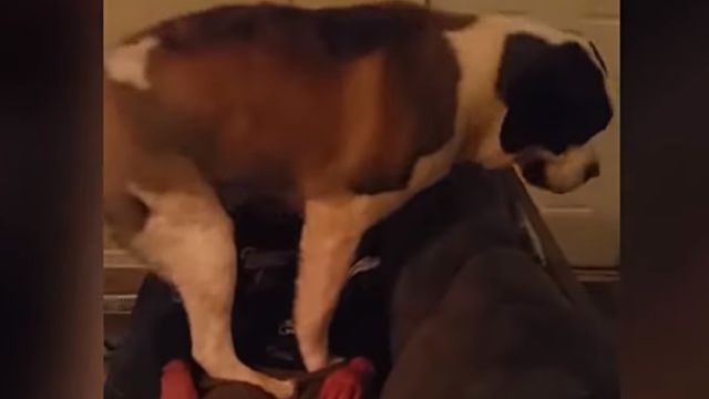 bigdogs2