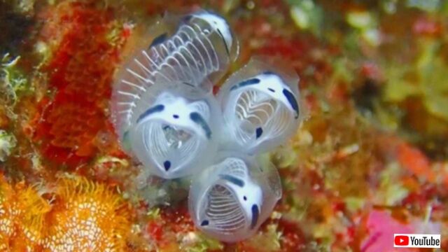 可愛いけどちょっと不気味？日本近海で新種発見！「ガイコツパンダホヤ」の可憐な映像を見てみよう