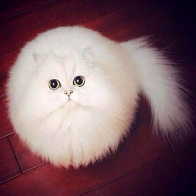 round-animals8_e