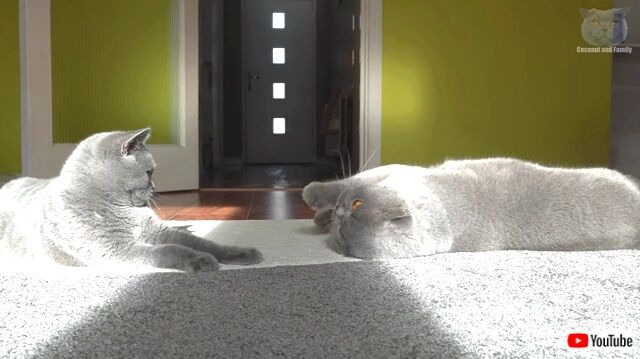 laziestcatfight5_640