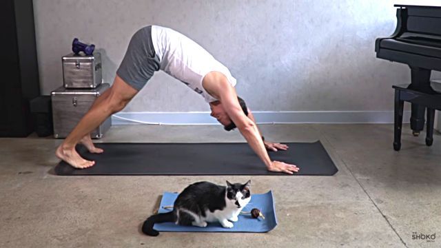 catyoga7