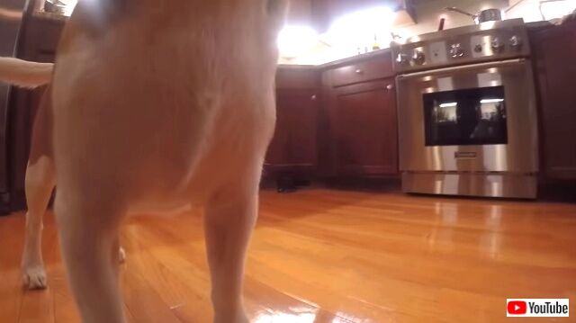 alarmedbyroomba2_640