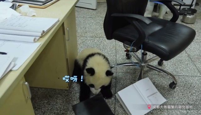 pandababyonoffice4_e