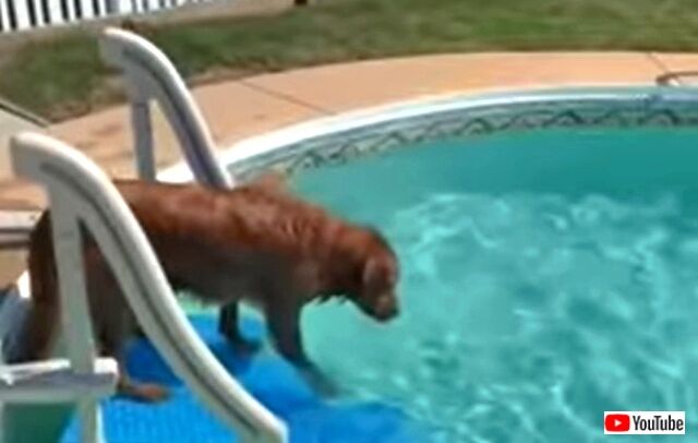 howtoswim1_640