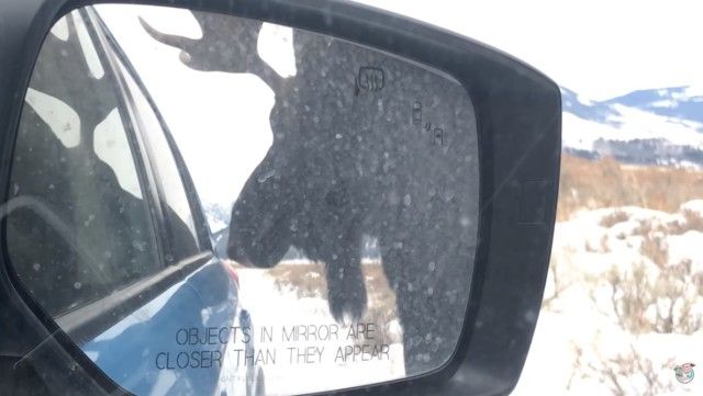 moose8_e