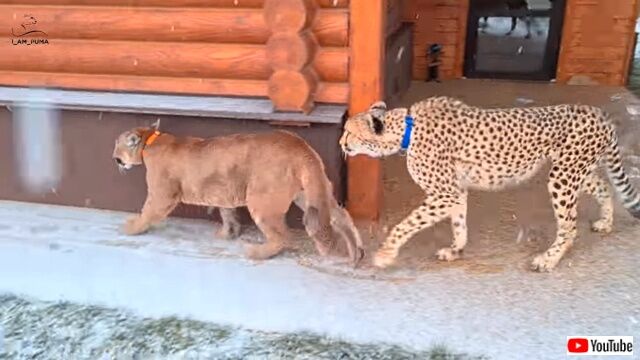 snowpuma4_640