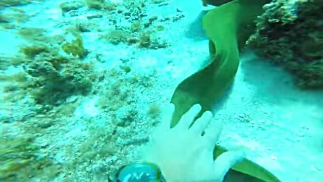 eel1