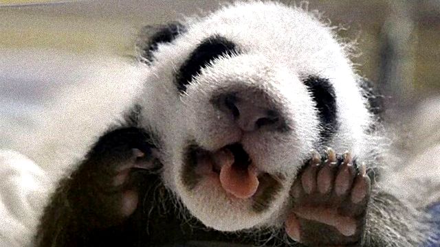 pandas15_ea