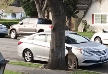 dogchasessquirrel
