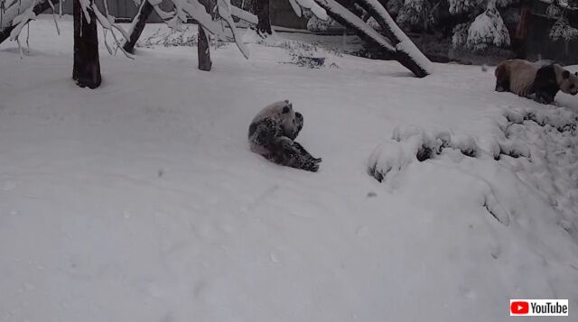 snowpanda1_640
