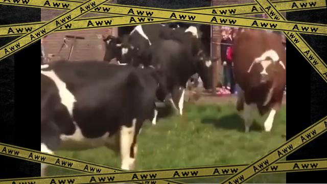 cow-1 [www-frame