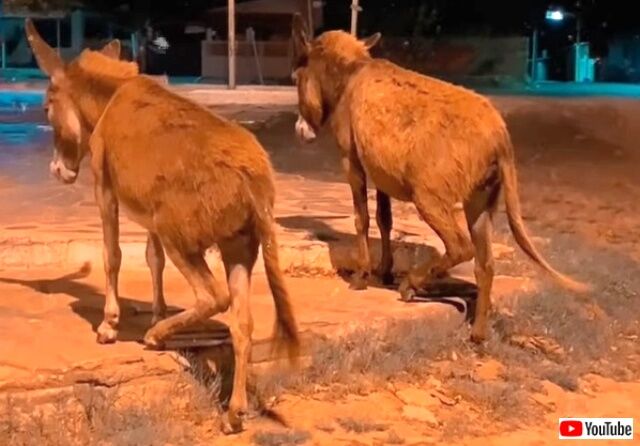 donkeysmove2_640