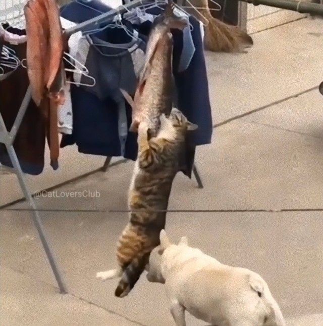 dogsncatscute10_e