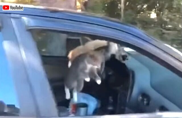 車の中が猫たちの狂宴状態に！開けっ放しの窓から入り込んだ野良猫たち