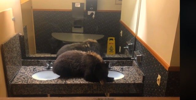 bearinbathroom2_e