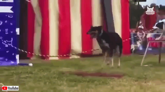 fluffyfailsfurrywins7