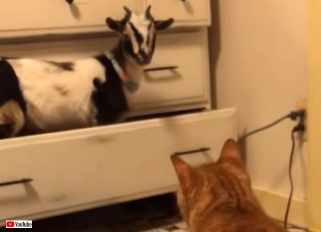 fluffyfailsfurrywins8_640