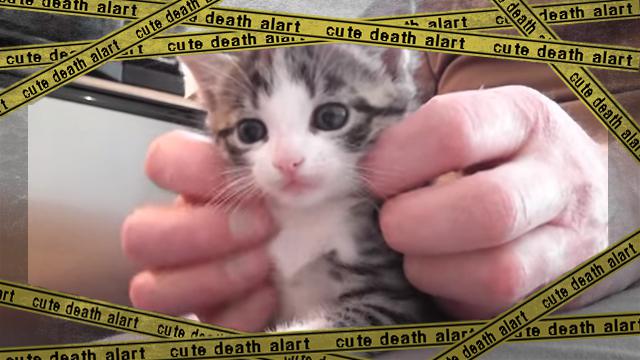 cutecat [www-frame