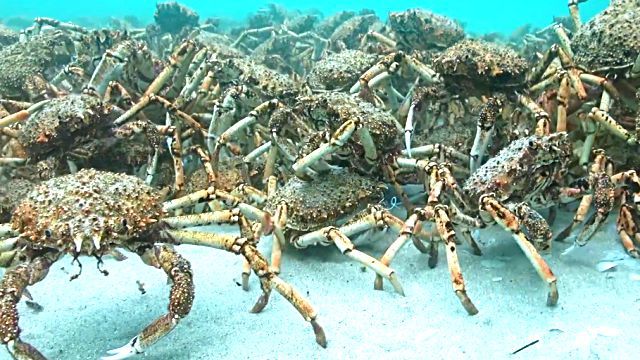 spidercrab1