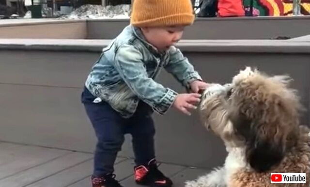 すごい、おっきい、可愛い！犬と初めての接近遭遇をした赤ちゃんの大興奮ぶりがプライスレス