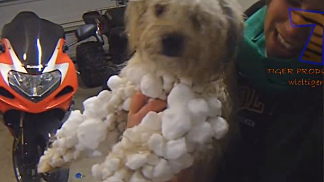 dogsnsnow2